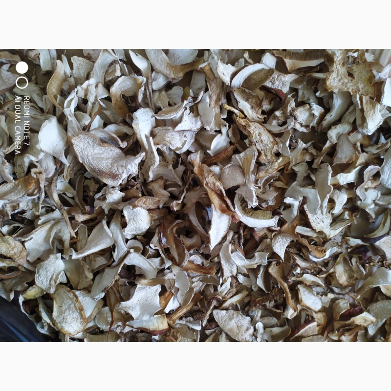 Фото 7. Сухі білі гриби (відмінна якість)