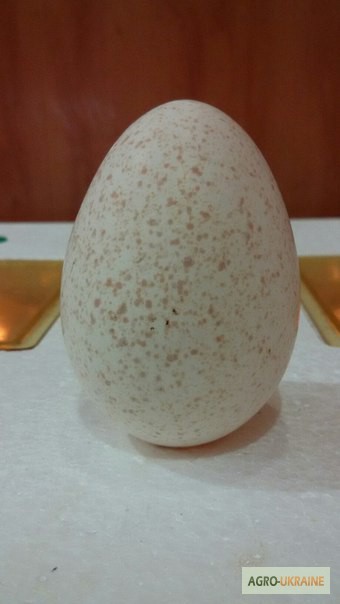 Инкубационное индюшиное яйцо