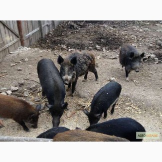 Продам дикі свині