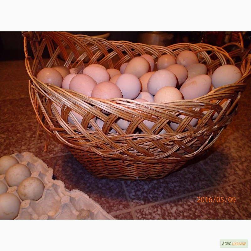 Купить яйца джерсийских гигантов. Джерсийский гигант яйцо. Где купить яйцо джерсийского гиганта фото. Купить яйца джерсийского гиганта Тюмени.