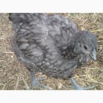 Продам инкбационное яйцо кур Джерсийский гигант голубой