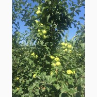Продам яблука літні: ГОЛДЕН 2019 року