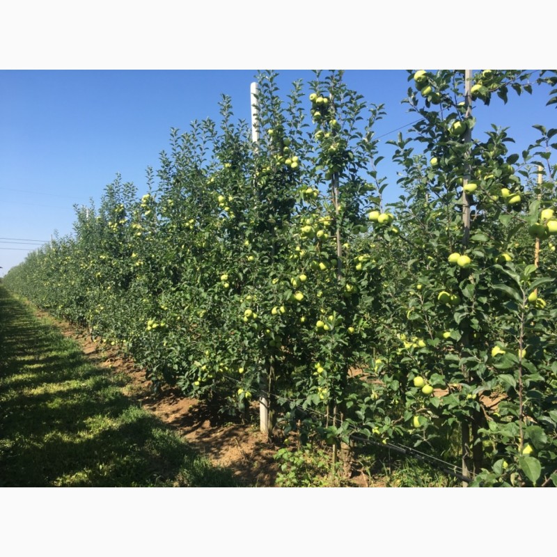 Фото 4. Продам яблука літні: ГОЛДЕН 2019 року