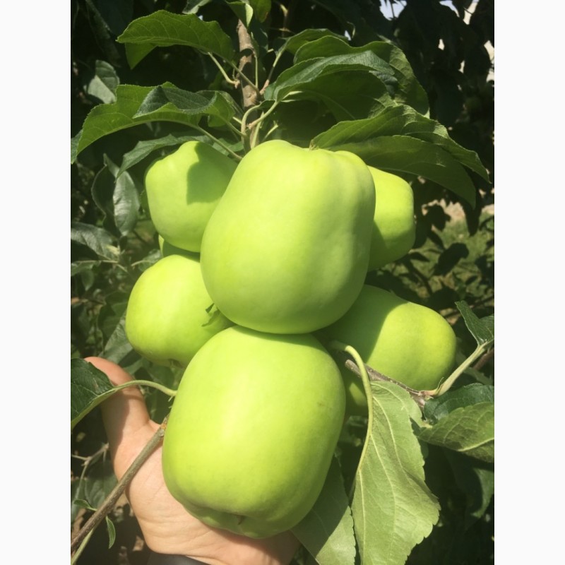 Фото 2. Продам яблука літні: ГОЛДЕН 2019 року