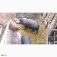 Продам вьетнамскую свиноматку