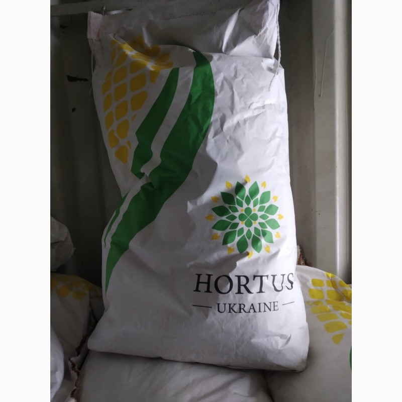 Фото 2. Продам посівну кукурудзу та соняшник