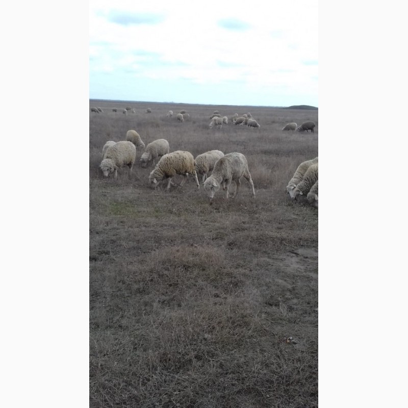 Фото 2. Продам овец породы меринос