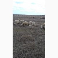 Продам овец породы меринос