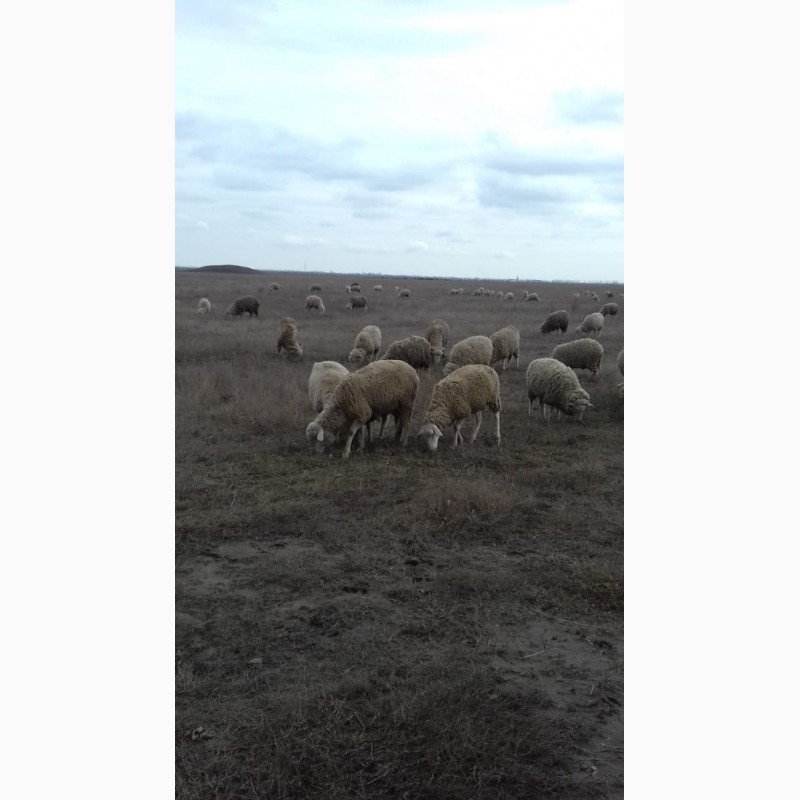 Фото 3. Продам овец породы меринос
