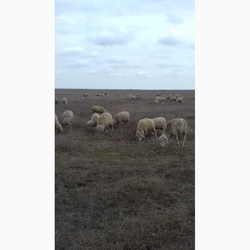 Фото 4. Продам овец породы меринос