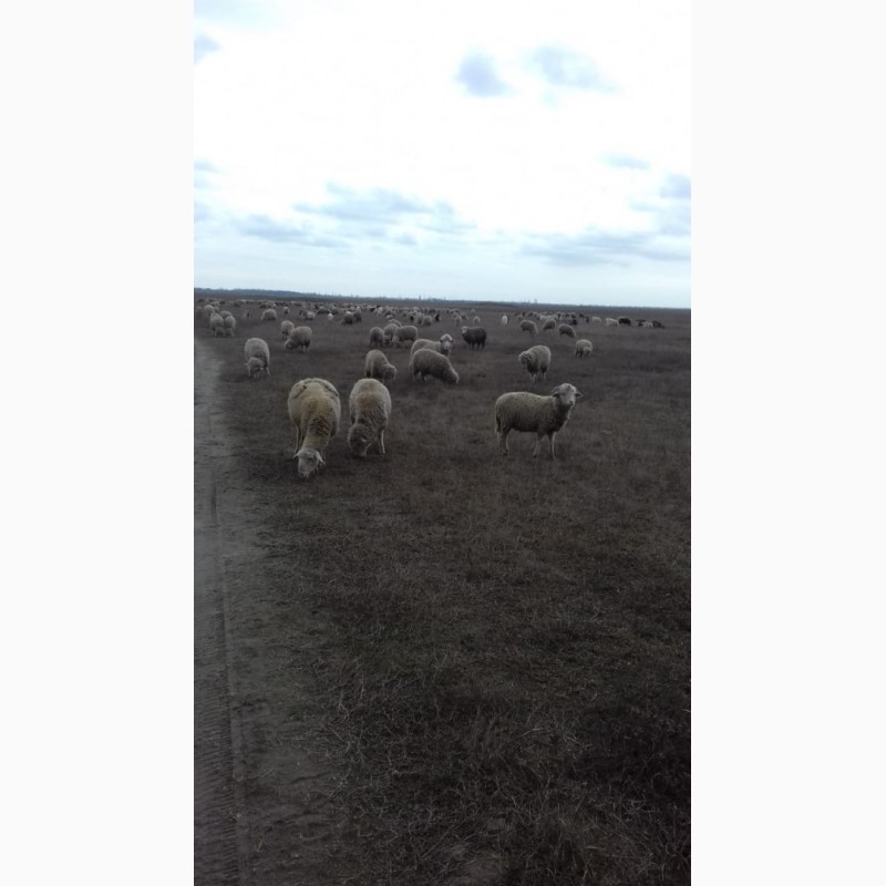 Фото 5. Продам овец породы меринос