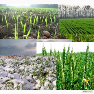 Подкормка пшеницы весной