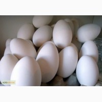 Продам гусиные яйца инкубацыонного периода