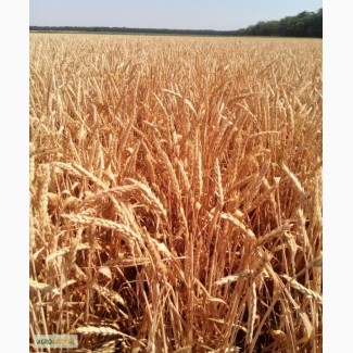 Семена безостой озимой пшеницы - ПОВЕЛИЯ