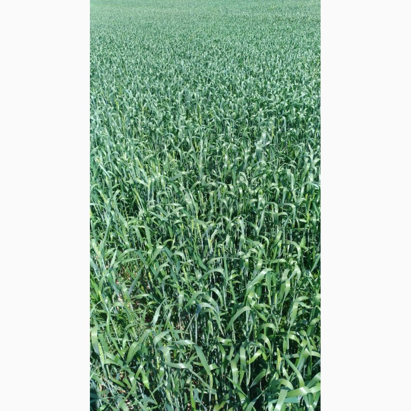 Фото 3. Продам насінневу пшеницю. Сорт Ленокс