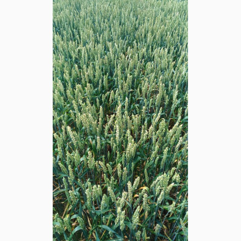 Фото 4. Продам насінневу пшеницю. Сорт Ленокс