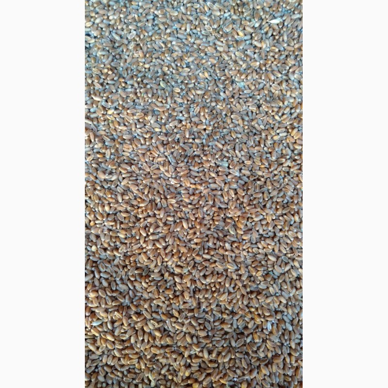 Фото 5. Продам насінневу пшеницю. Сорт Ленокс