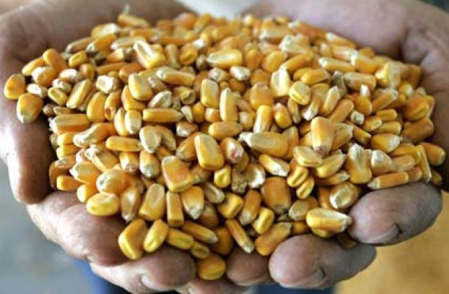 Фото 2. Производим закупку Кукурузы по Хорошей Цене, на всей территории Украины