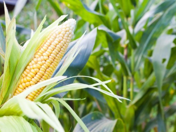 Фото 3. Производим закупку Кукурузы по Хорошей Цене, на всей территории Украины