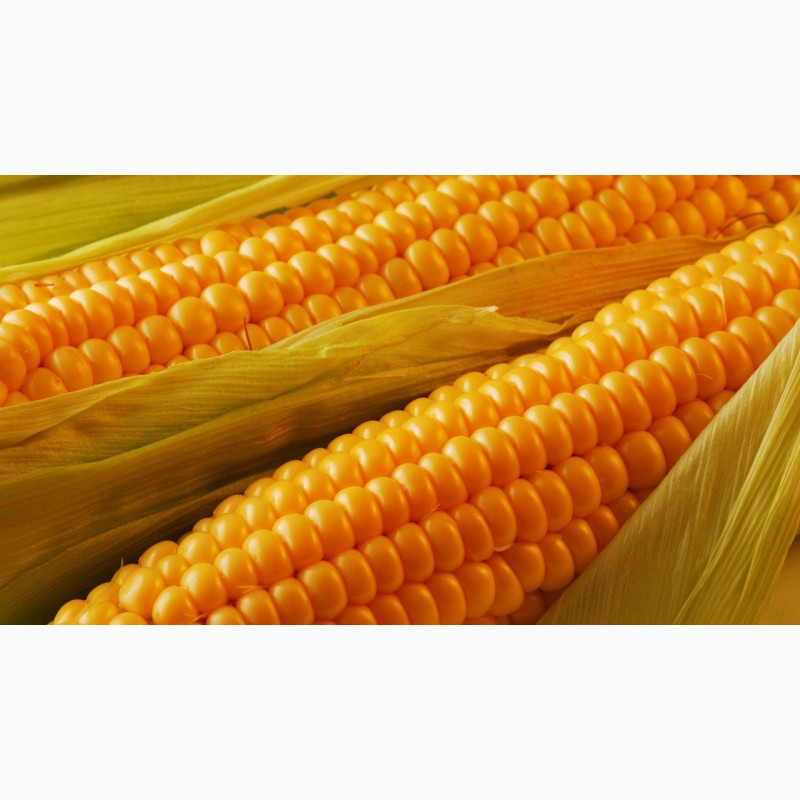 Фото 5. Производим закупку Кукурузы по Хорошей Цене, на всей территории Украины