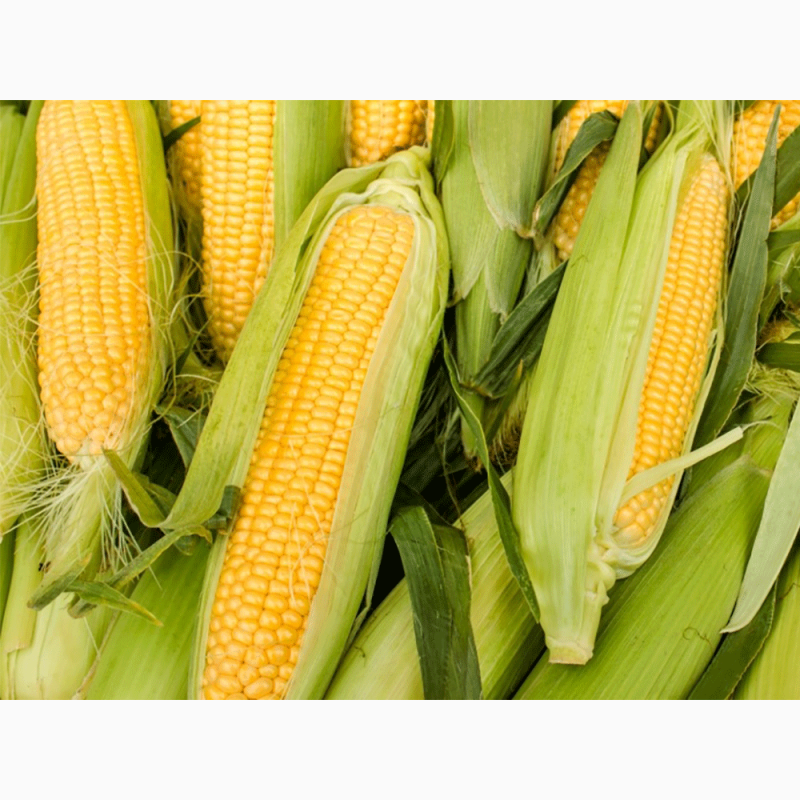 Фото 6. Производим закупку Кукурузы по Хорошей Цене, на всей территории Украины