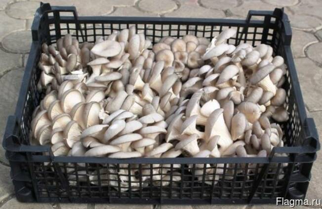 Фото 8. Купим грибы свежие, консервированные, соленые, маринованные все сорта