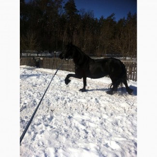Фризская лошадь Janneke