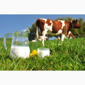 Продам домашнее коровье молоко (ОПТ)