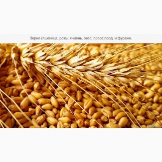 Купуємо пшеницю фуражну також 3клас, по Херсонській області