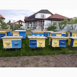 Продам улики с пчелами