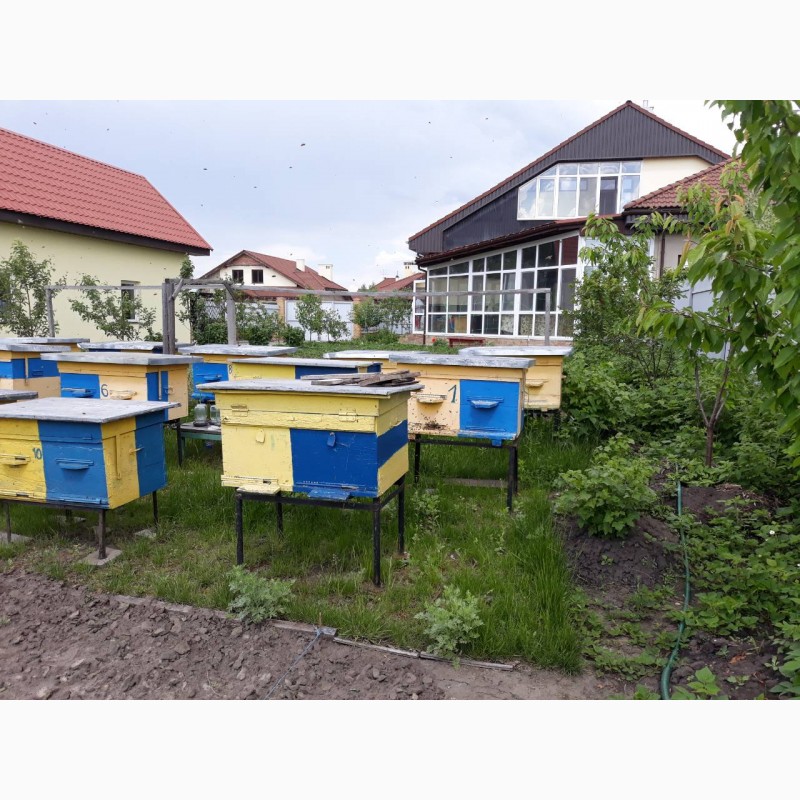 Фото 2. Продам улики с пчелами