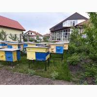 Продам улики с пчелами