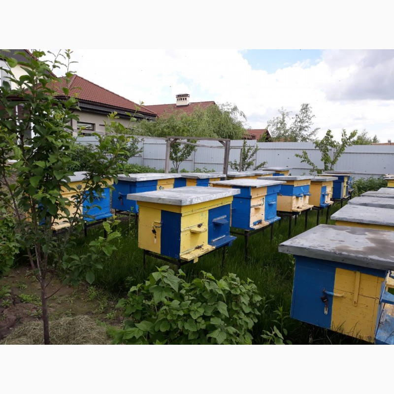 Фото 3. Продам улики с пчелами