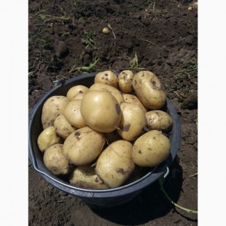 Продам молодой картофель Ривьера с поля или на рынке в Копанях