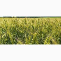 Продам семена озимой пшеницы Богдана урожай 2019