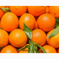 Апельсины валенсия
