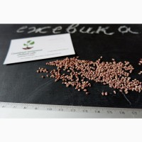 Ежевика ремонтантная Рубен семена (20шт) косточки, семечки для саженцев ожина насіння