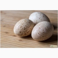 Продам инкубационные индюшиные яйца