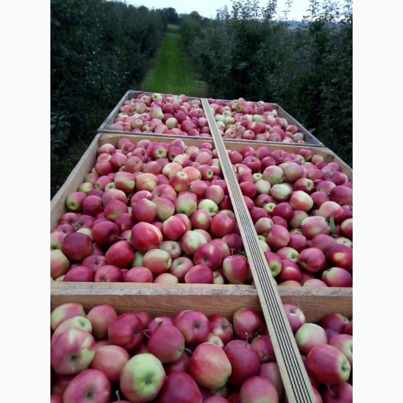 Фото 2. Продам яблука з холодильника, газовані, без парші