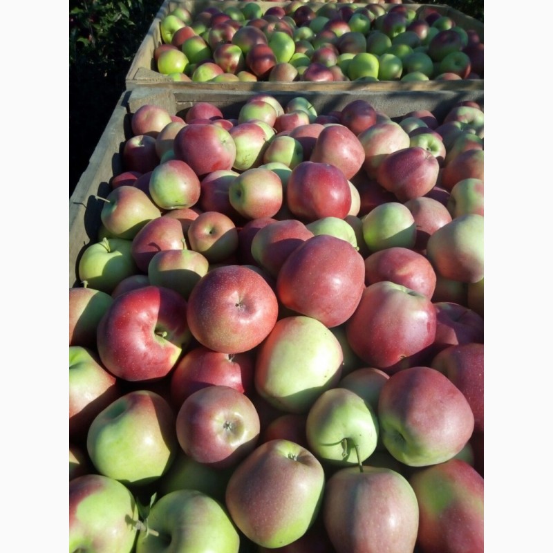 Фото 4. Продам яблука з холодильника, газовані, без парші
