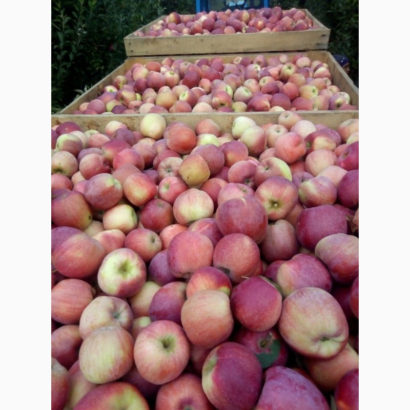 Фото 5. Продам яблука з холодильника, газовані, без парші
