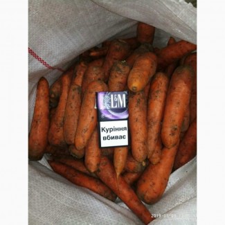 Продам морковь сорта Боливар, качество, большие объемы. Экспорт