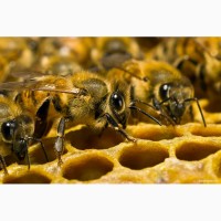 Продам высокопродуктивных пчел от лучших маток Укр.степной породы