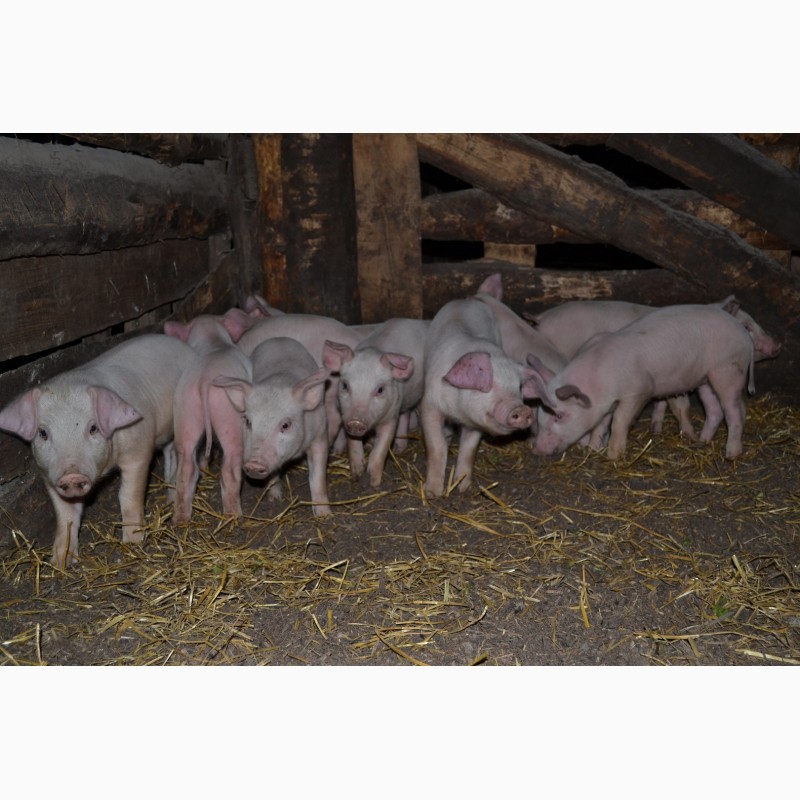 Авито животные поросята купить. Ландрас порода свиней 2 месяца. Поросята ландрас 1 месяц. Поросята ландрас 1,5 месяца. Поросята 2 месячные свиней ландрас.