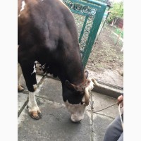 10-ти рична корова, з молоком