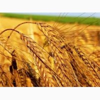 Крупнооптовая закупка пшеницы