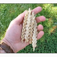 Пшениця Миронівська 65 / пшеница / зерно / семена пшеницы купить