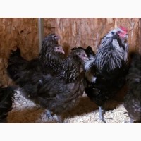 Инкубационное яйцо кур Амераукан, серебро, пшенично голубой