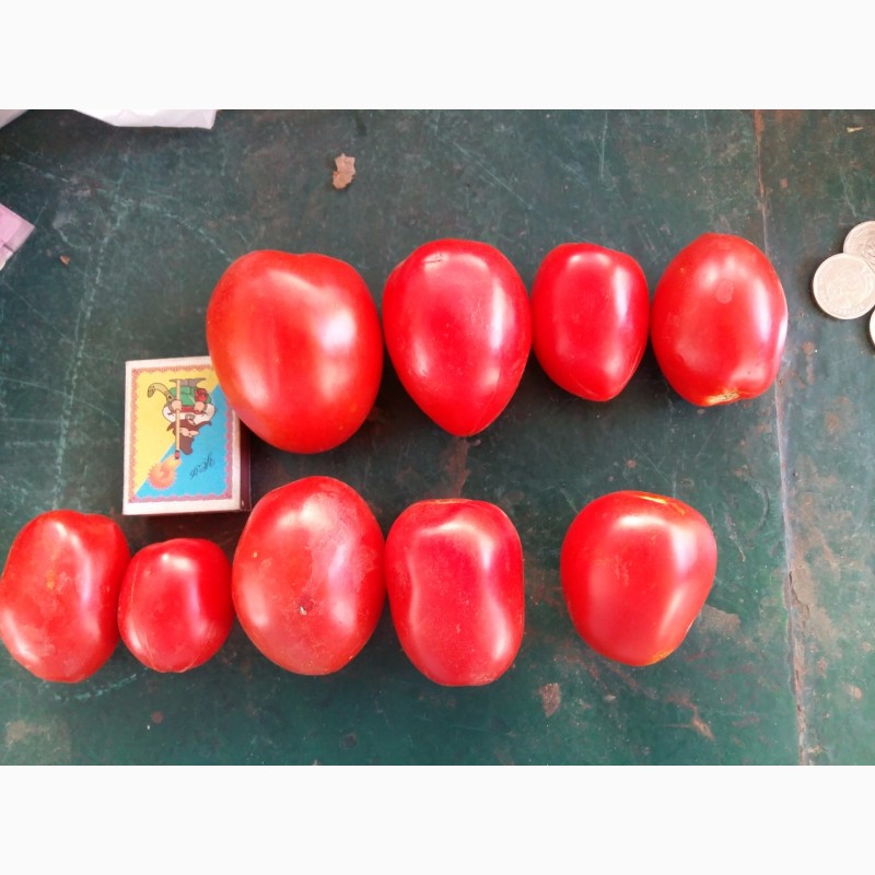 Фото 5. Помидор новичок на сок аджику и томат