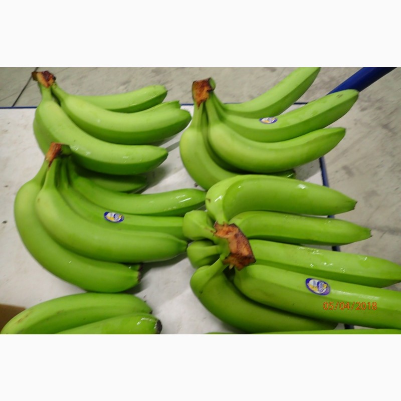 Фото 2. Бананы свежие